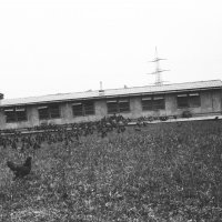 83_orig